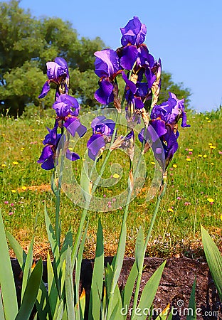 The German Bearded Iris Iris Ã— germanica, also known as the Knight`s Bearded Iris, Blue Bearded Iris and True Bearded Iris Stock Photo